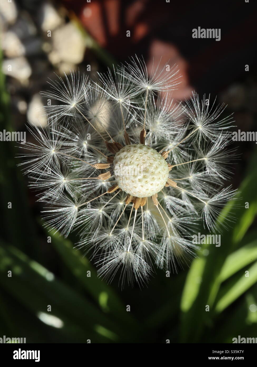 Dandelion flower seeds - Smartphone Captured Stock Image