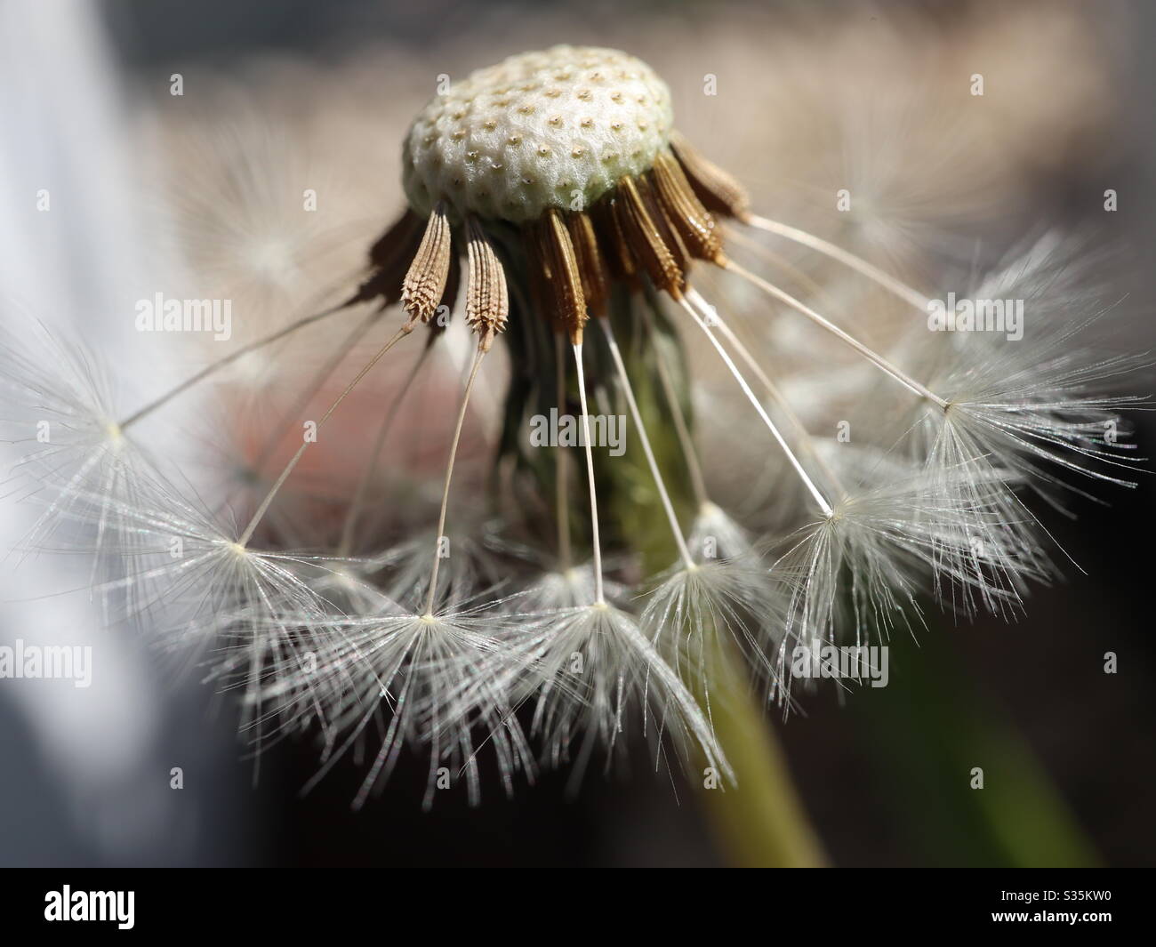 Dandelion seeds Stock Photo