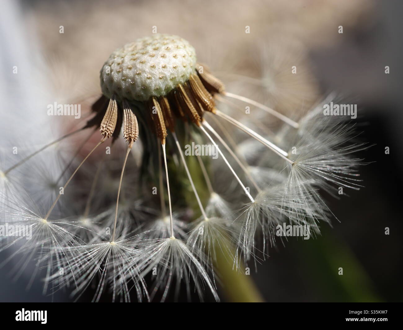 Dandelion flower and seeds, - Smartphone Captured Stock Image