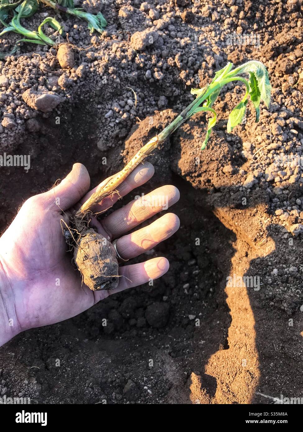 Planting Jerusalem Artichoke to a depth of five inches in an allotment garden in April UK - Smartphone Captured Stock Image
