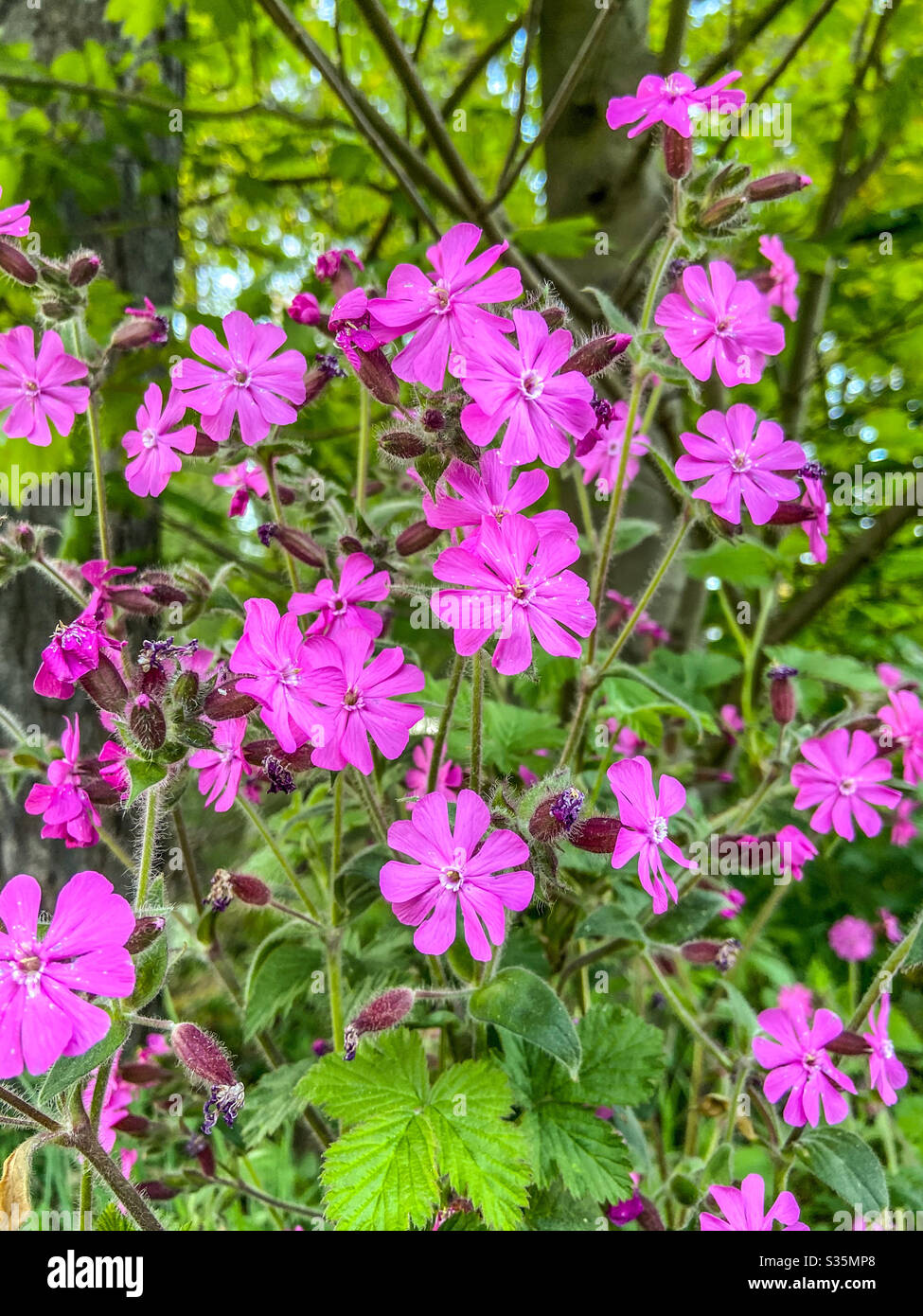 Wild flowers - Smartphone Captured Stock Image
