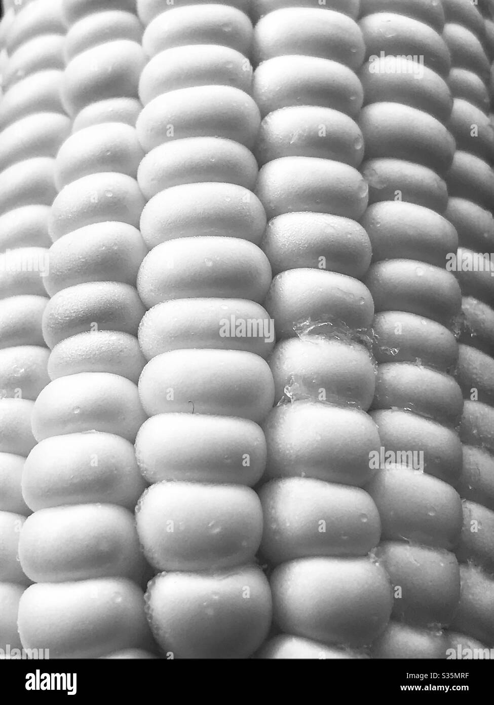 maize and black stockx