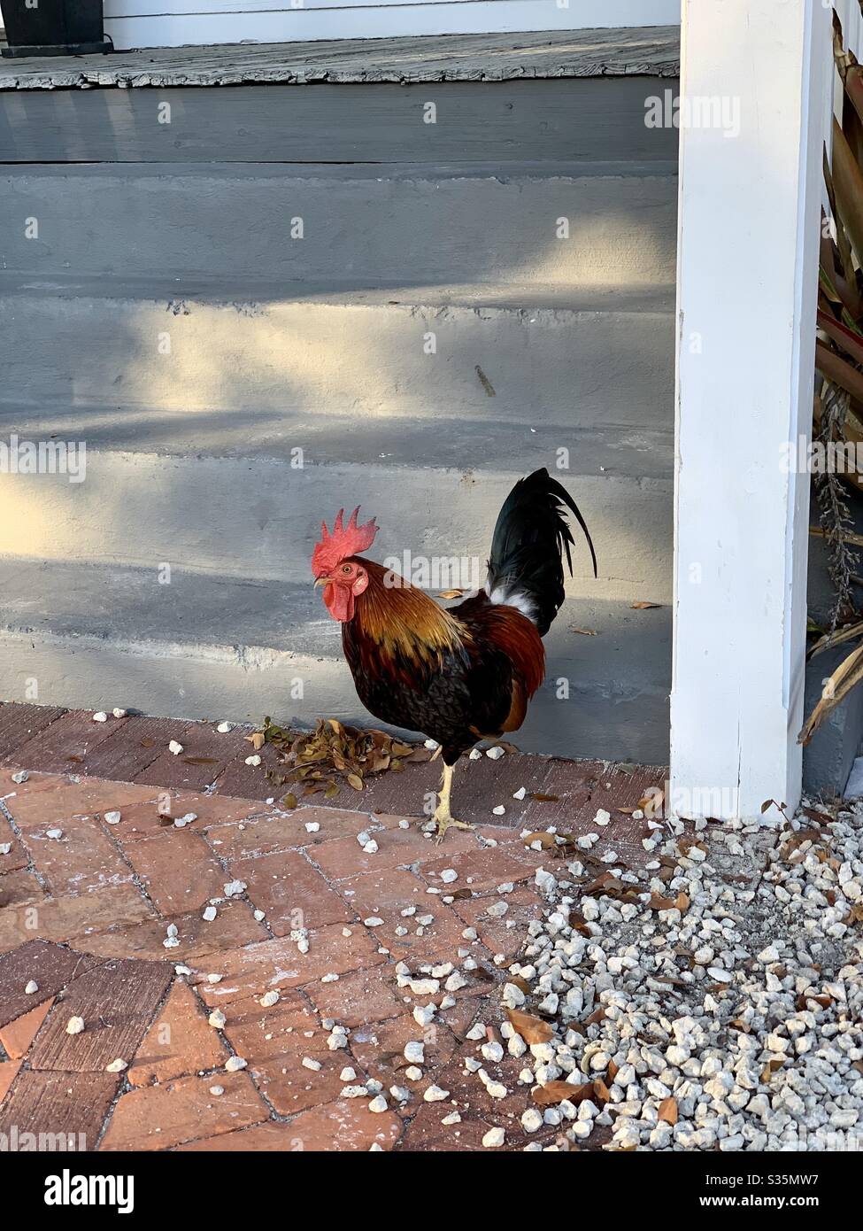 Rooster, Key West Stock Photo Alamy