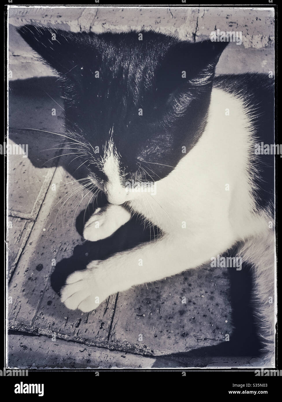 Black and white cat seen from above. - Smartphone Captured Stock Image