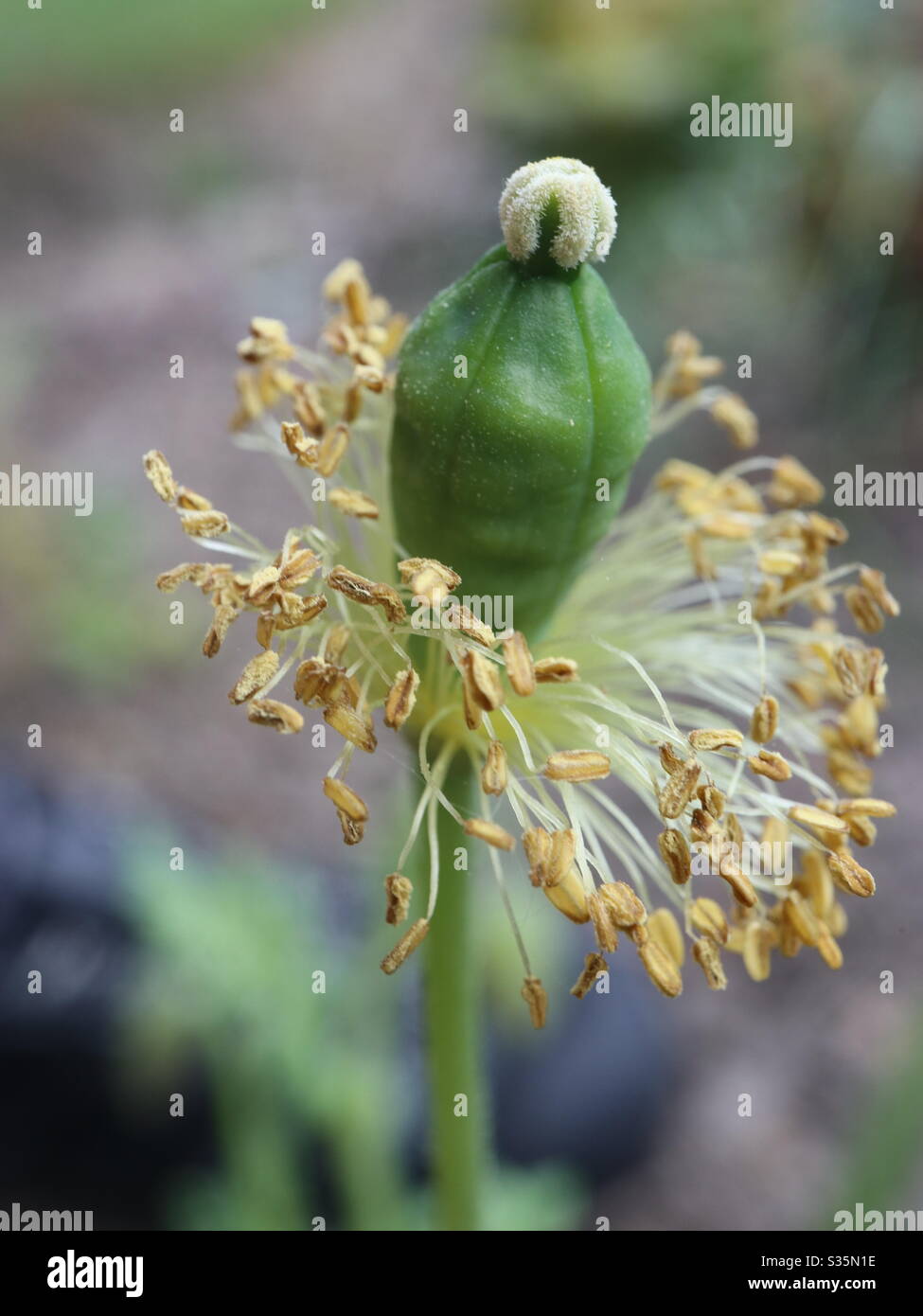 Poppy Seeds Waiting to fall - Smartphone Captured Stock Image