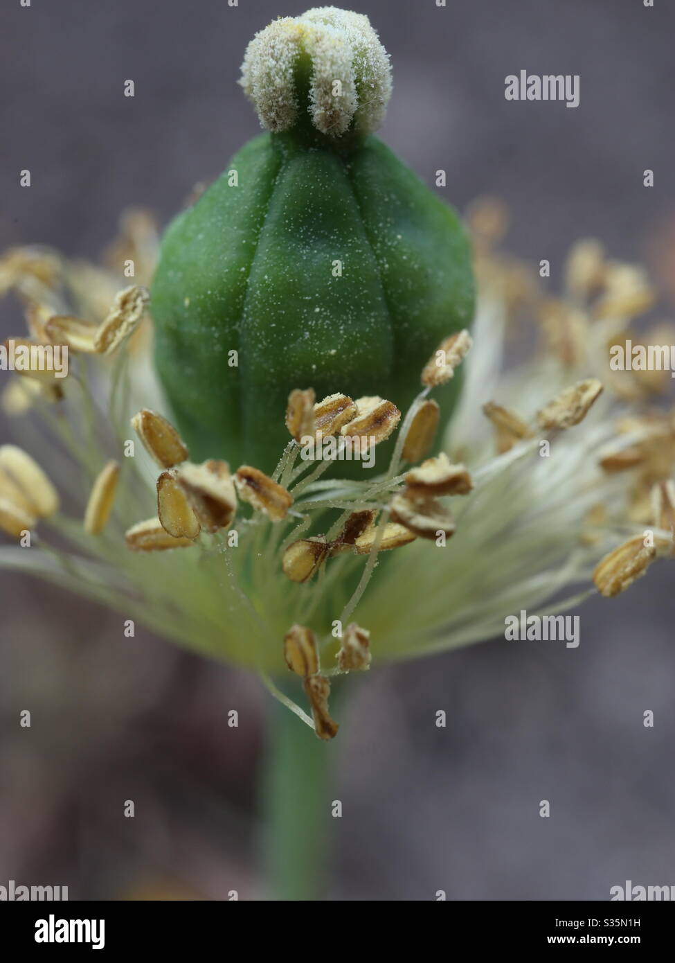Flower Seeds about to fall - Smartphone Captured Stock Image