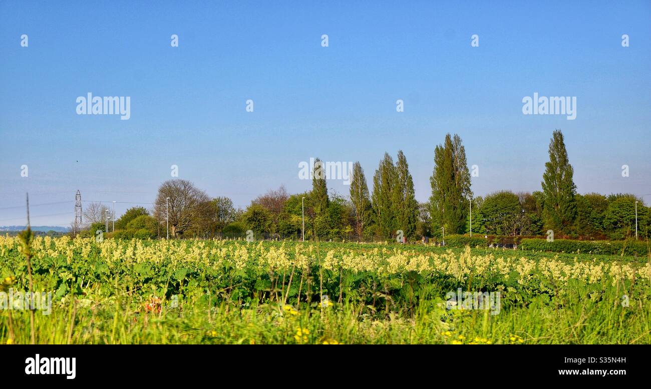 Rhubarb triangle Wakefield England Stock Photo