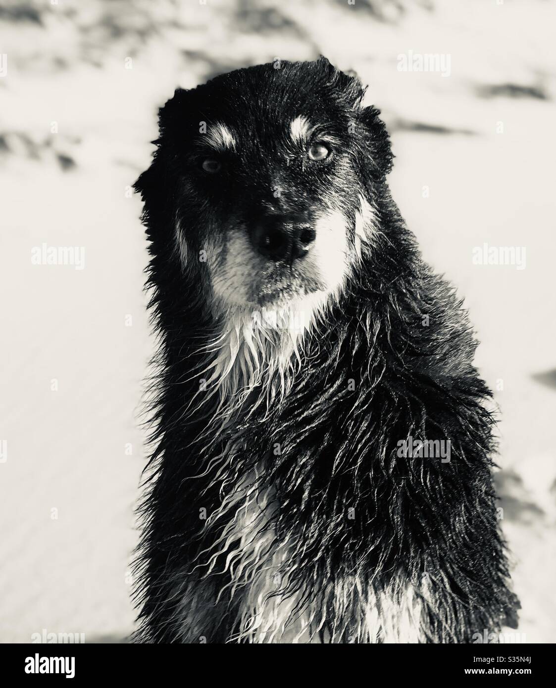 #dog#boarder collie#no-a#old-friend#15year#strong#lovely#Dog-life - Smartphone Captured Stock Image