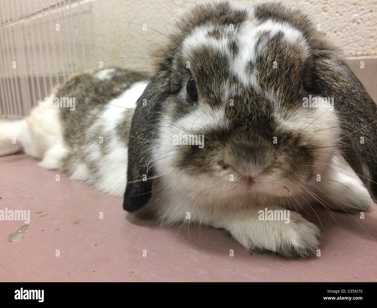 Lop bunny lays down at the shelter Stock Photo