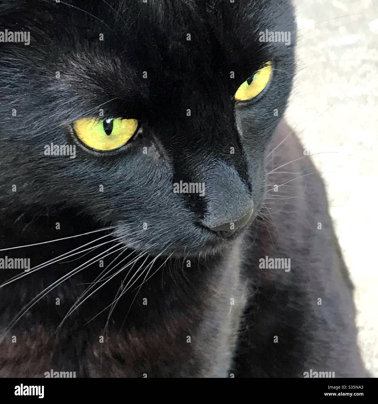 A black cat with yellow eyes - Smartphone Captured Stock Image