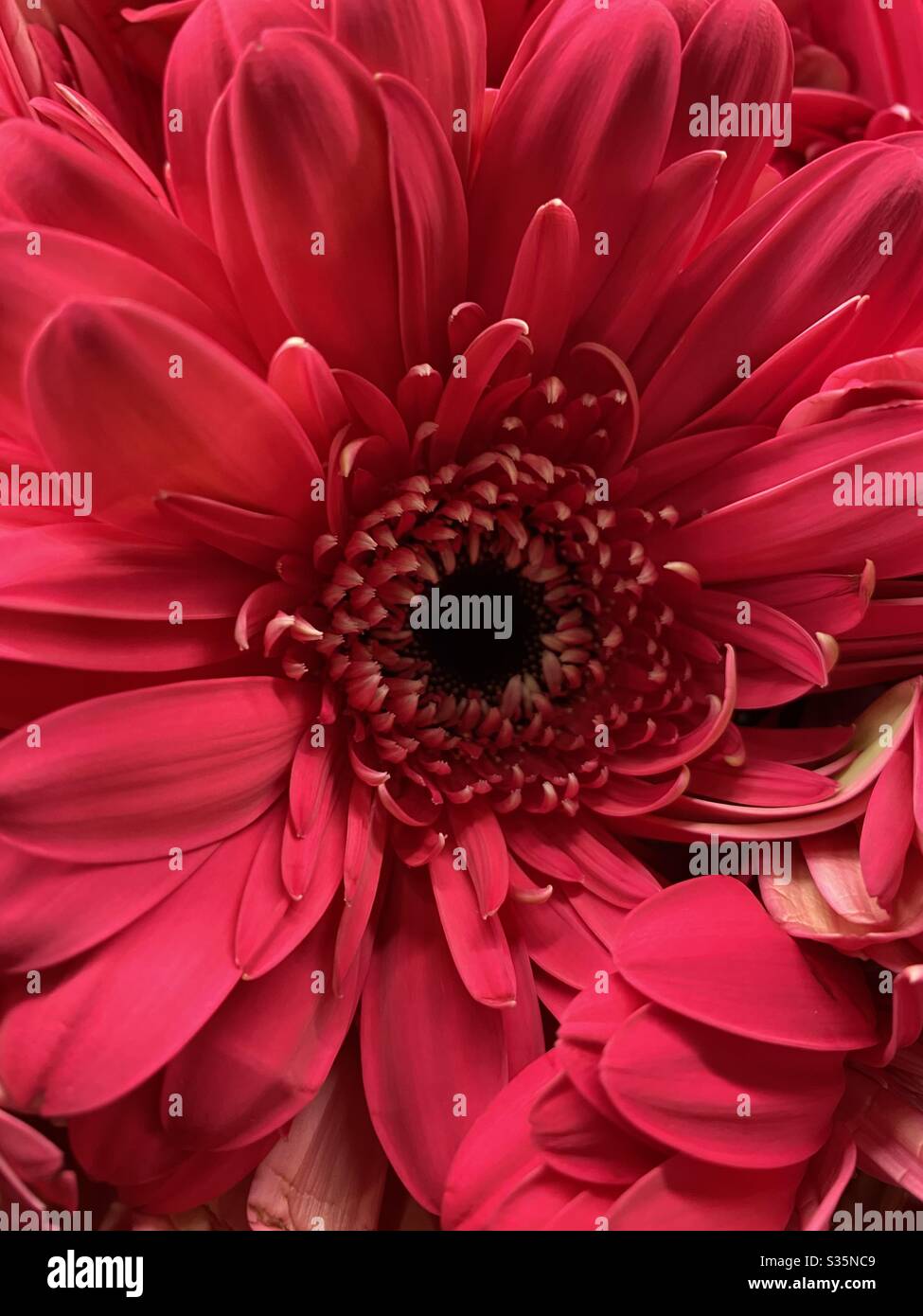 In the heart of a gerbera - Smartphone Captured Stock Image