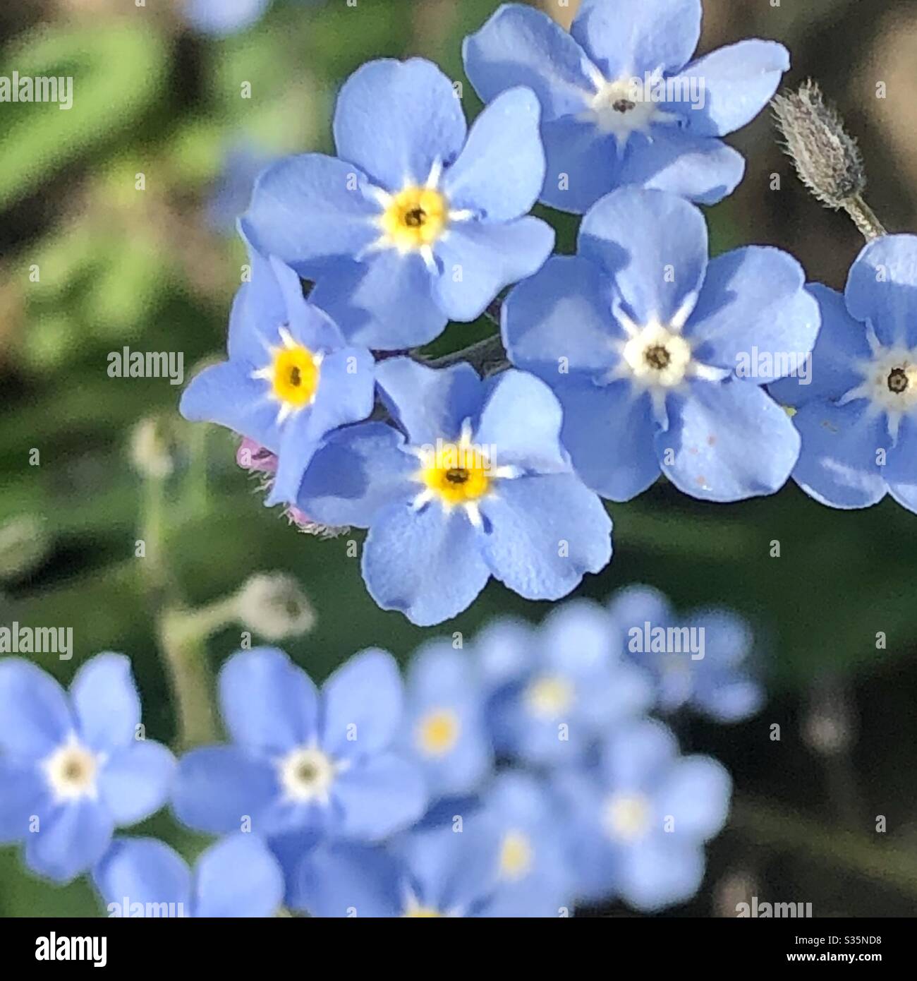 Forget-me-nots the most beautiful, dainty little flower and so apt for current period of social distancing Stock Photo