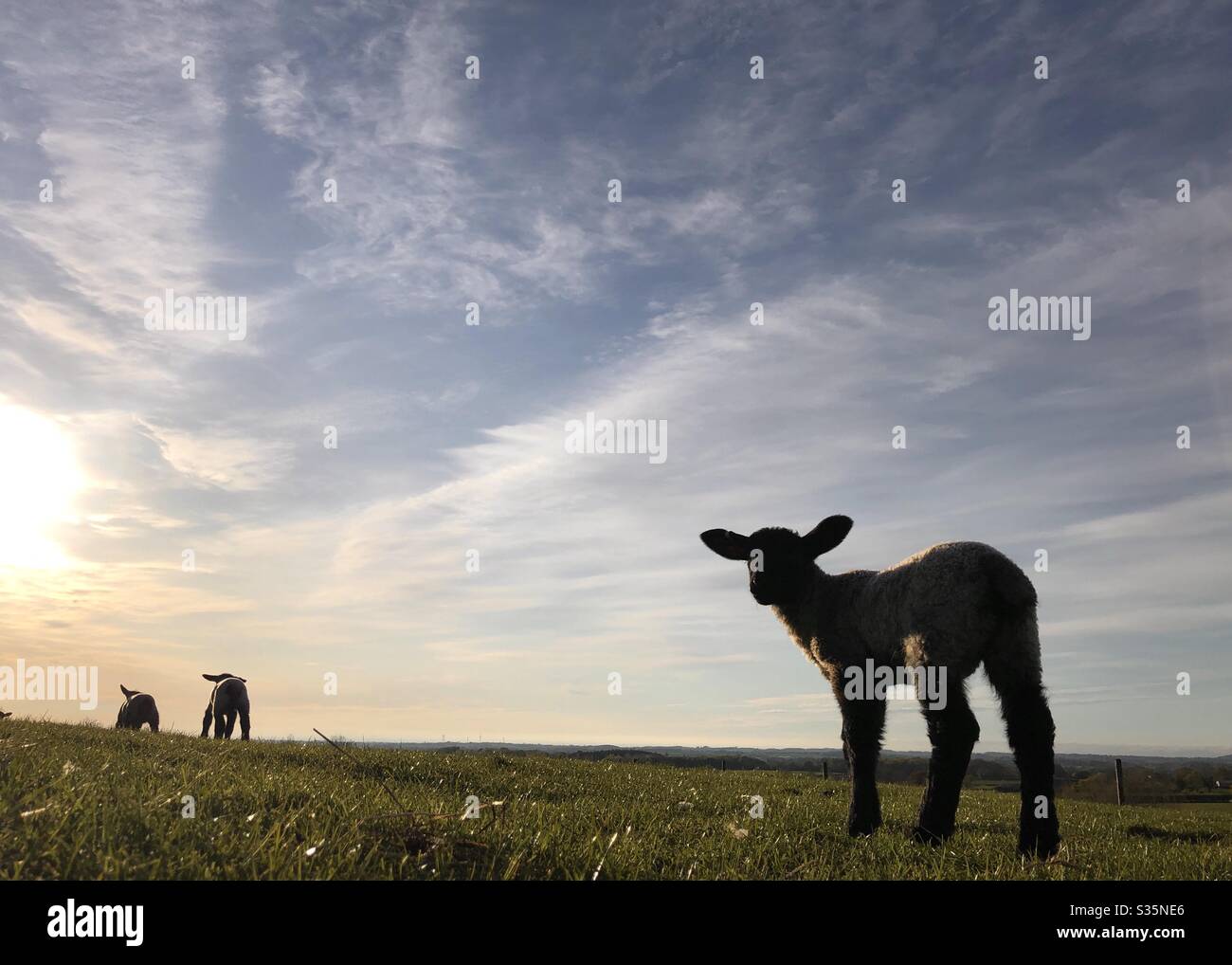 Three lambs in a field at sunset in spring, North Yorkshire, England, United Kingdom - Smartphone Captured Stock Image