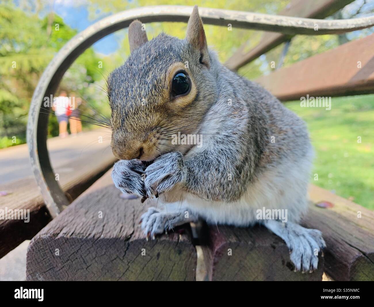 Squirrel eating on park bench Stock Photo
