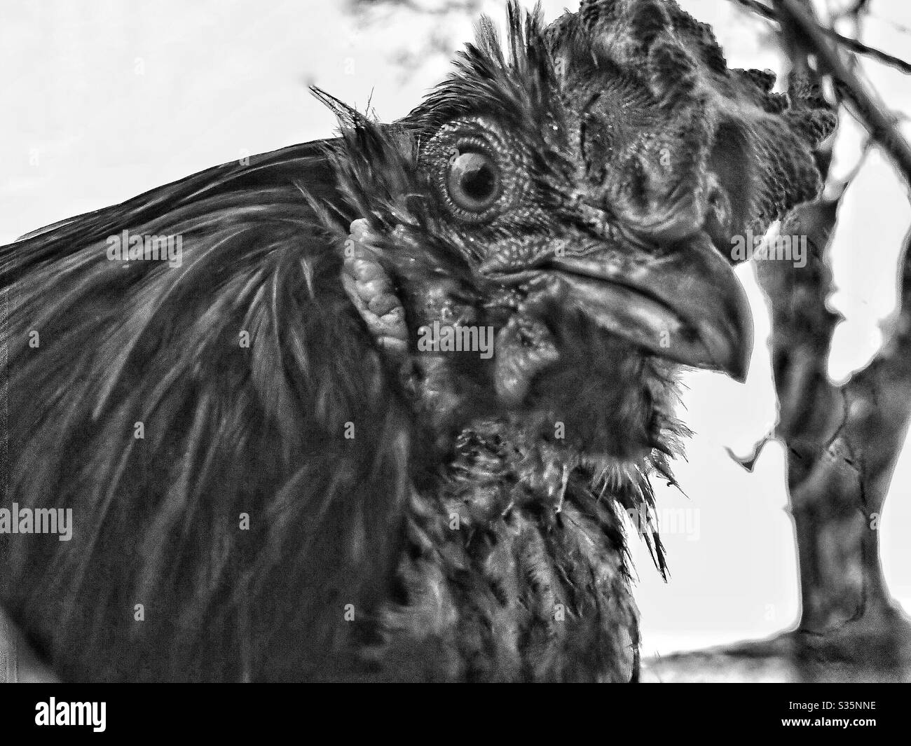 Cockerel closeup in black and white Stock Photo