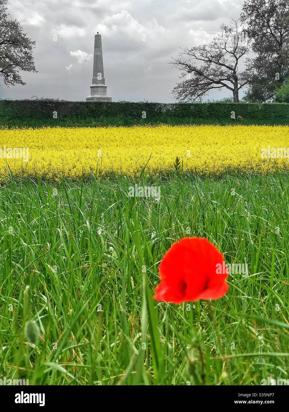 Poppy in field, with rapeseed crop and obelisk - Smartphone Captured Stock Image