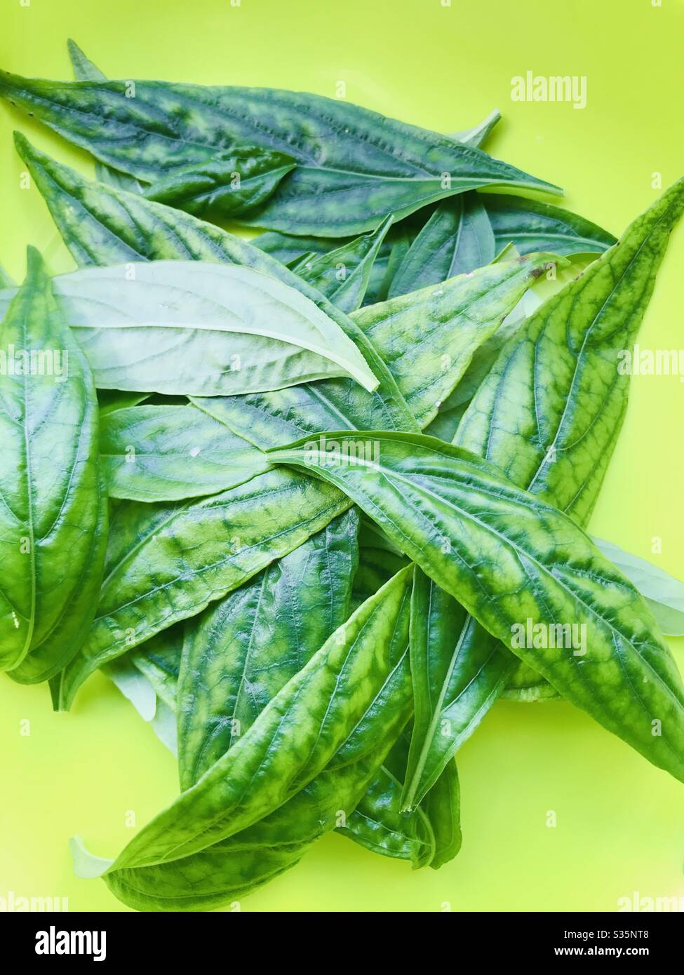 Andrographis Paniculata (Hempedu Bumi) aka Nilavembu-creat or green chireta, is an annual herbaceous plant in the family Acanthaceae, medicinal plant used for sore throat ,in my garden in Singapore Stock Photo
