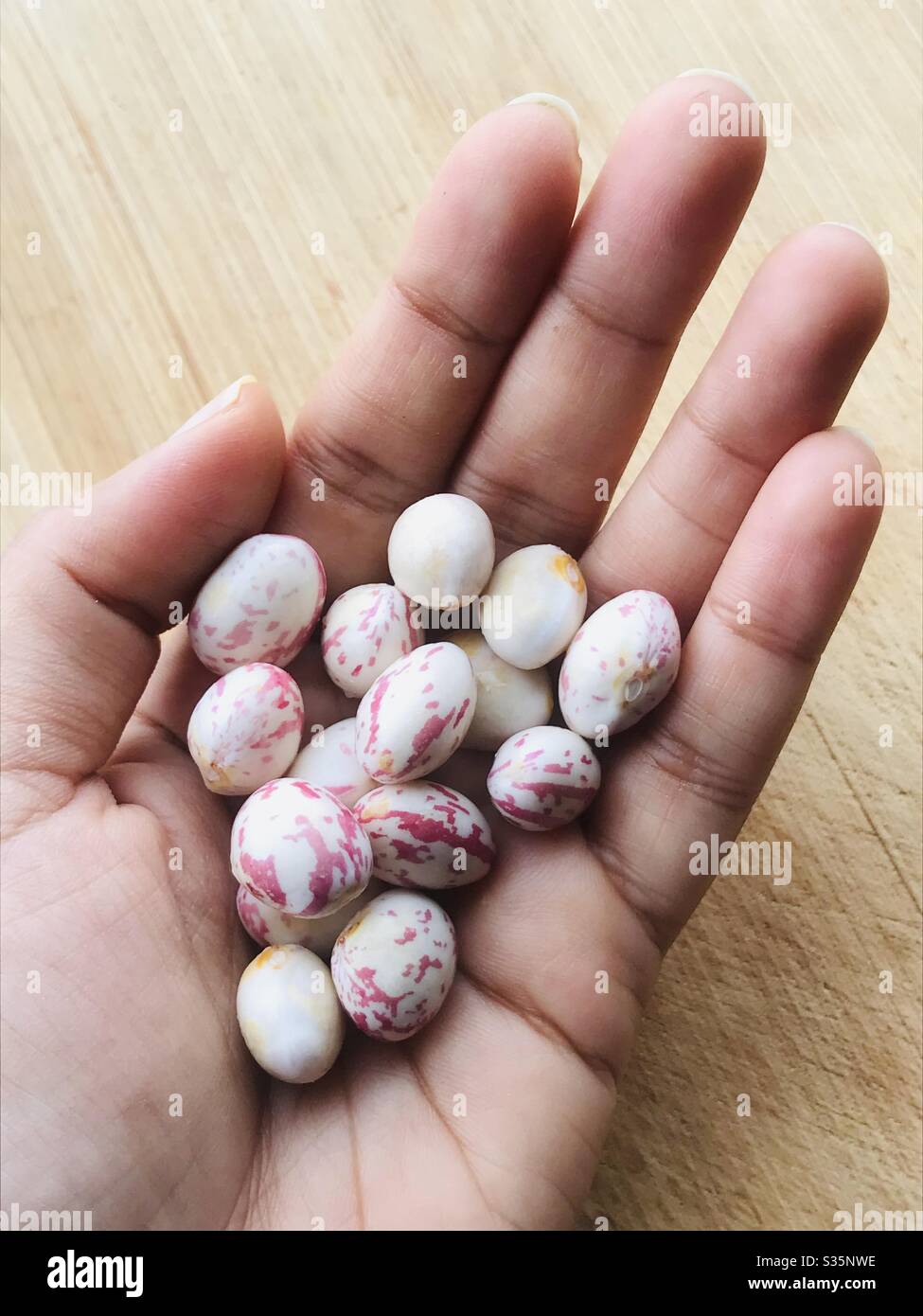 Hand holding Speckled raw Butter Beans , Pink beans aka lima bean