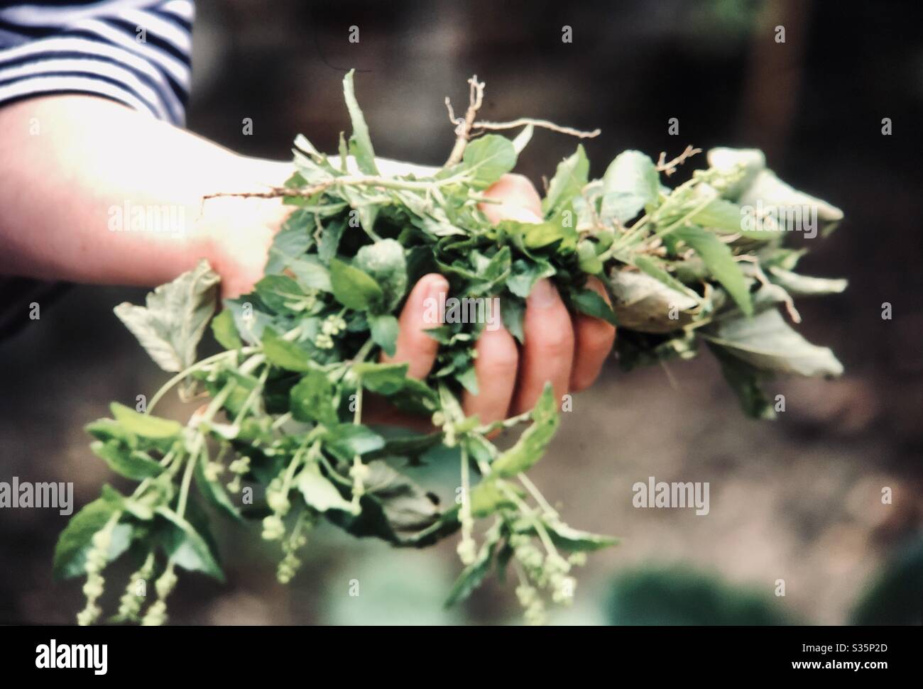 Garden weeding and maintenance woman’s hand with greenery in Dorset UK Stock Photo