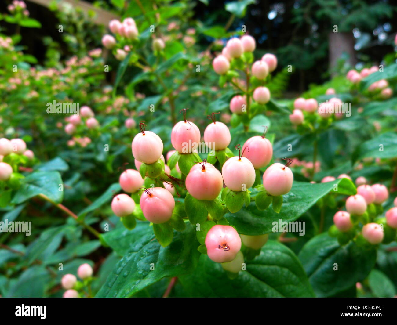 Pink berry flowers Stock Photo