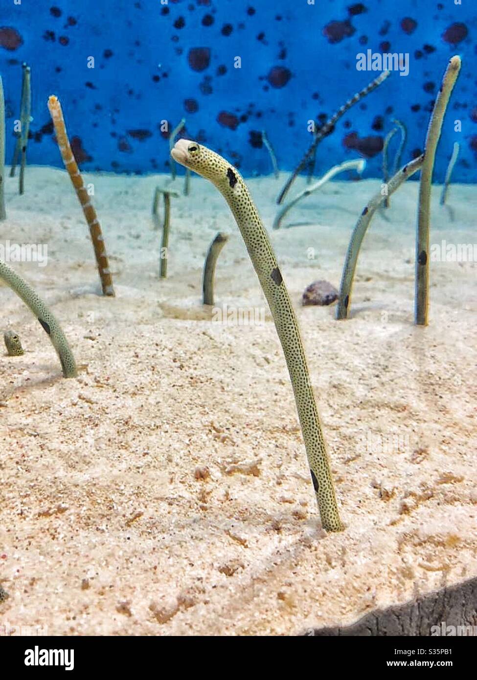 Garden eel at Churaumi aquarium in Okinawa, Japan Stock Photo
