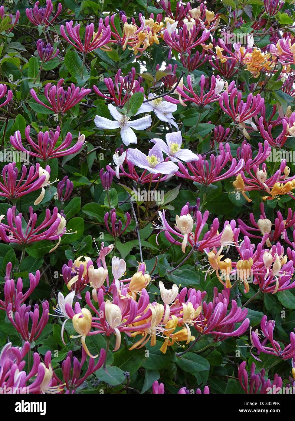 Stunning display of clematis and honeysuckle flowers in the spring sunshine Stock Photo