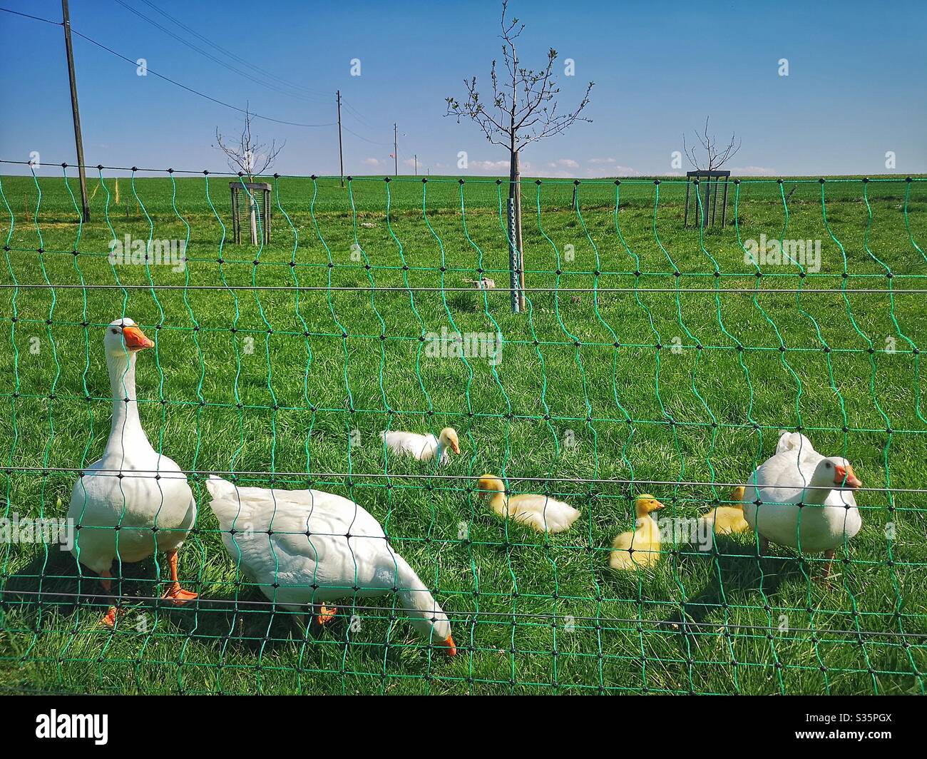 Geese on poultry farm smartphone stock photos and images - Alamy