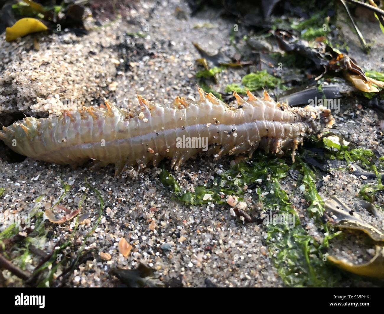Sand worm Stock Photo