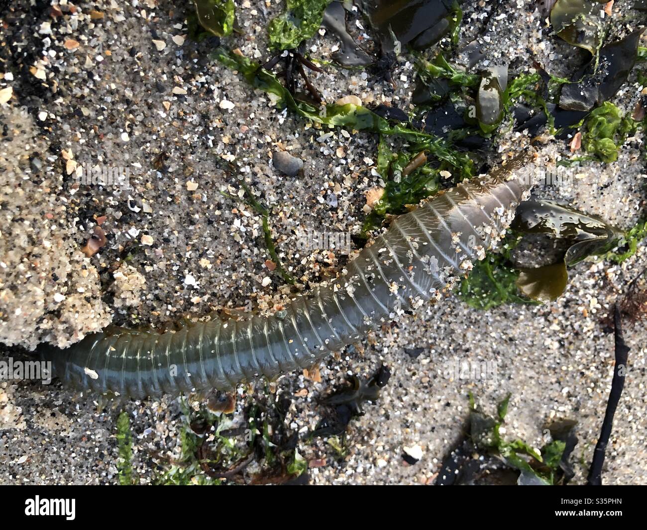Sand worm emerging from the sand Stock Photo