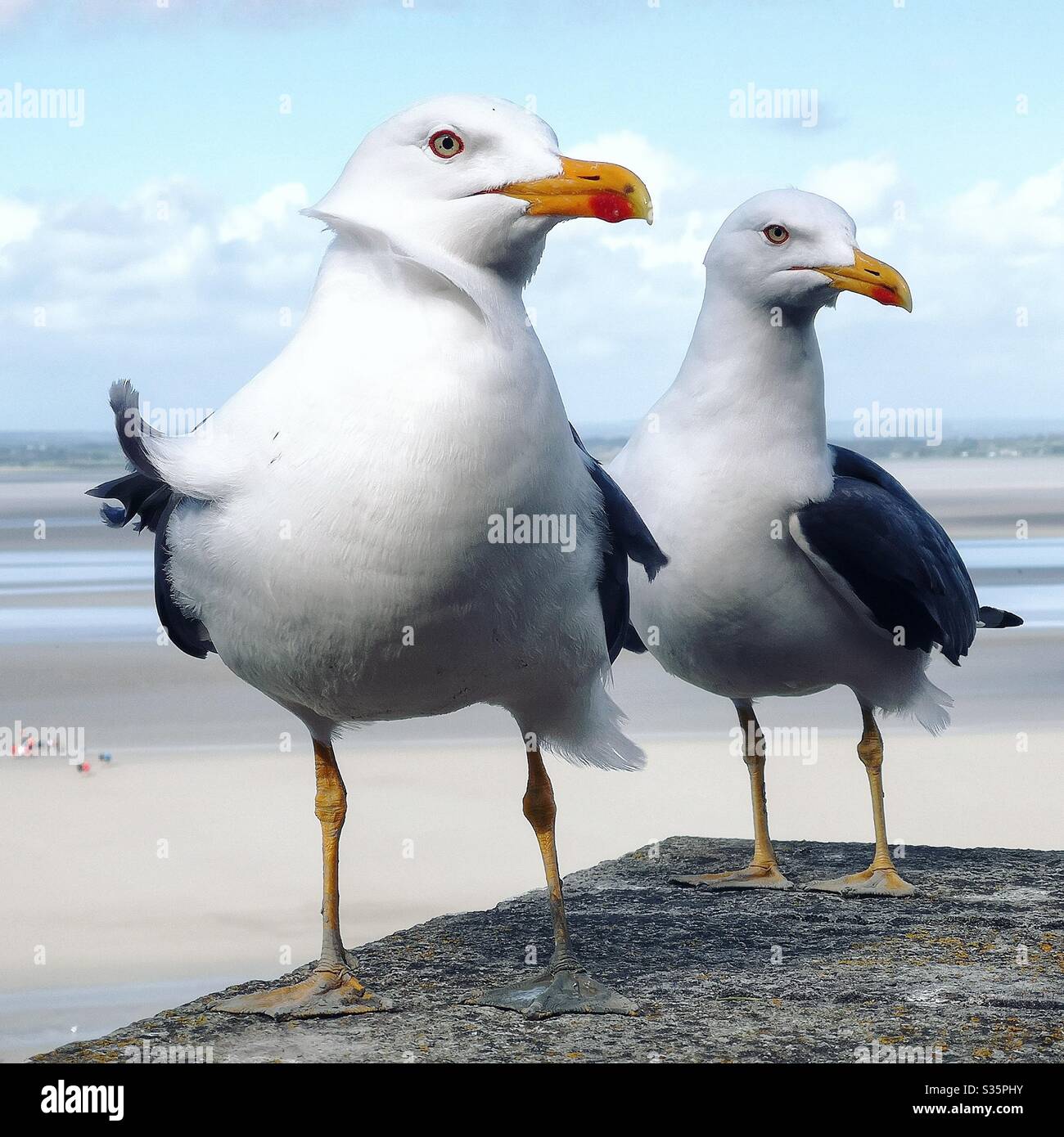 Two proud-looking seagulls - Smartphone Captured Stock Image