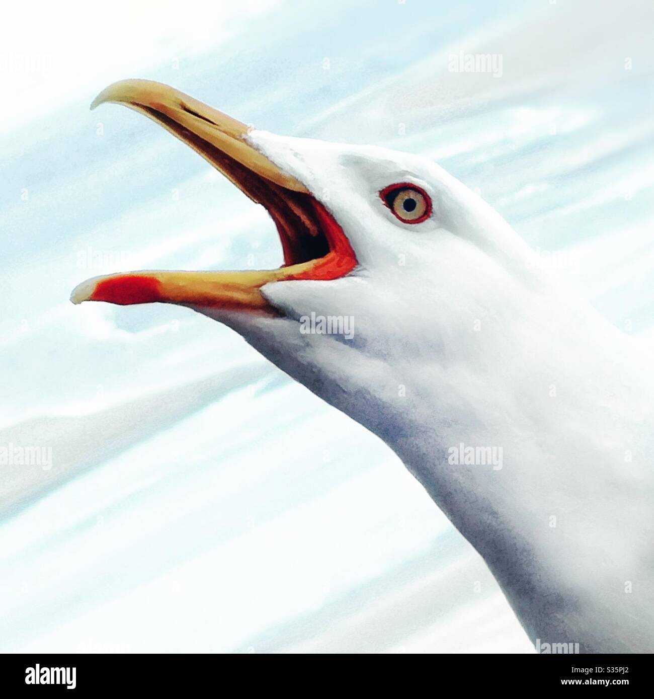 Head of screeching seagull - Smartphone Captured Stock Image