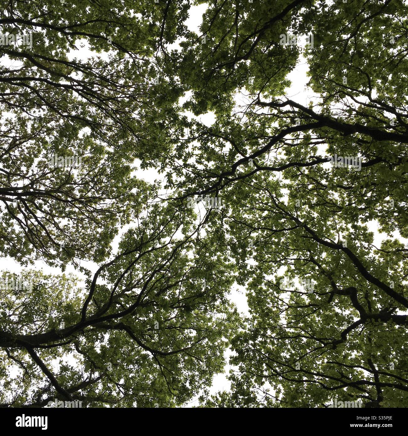 A photograph looking upwards in woodland of a canopy of trees. British woodland, oak trees. - Smartphone Captured Stock Image