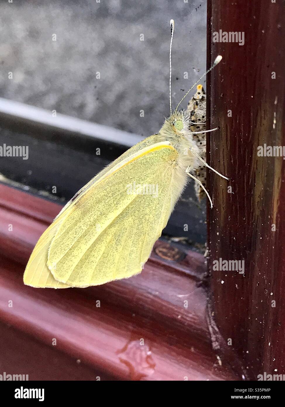 Cabbage butterfly chrysalis hires stock photography and images Alamy
