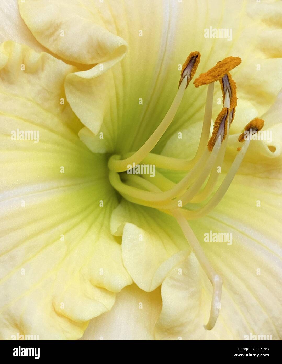 Macro of a ruffle yellow lily flower - Smartphone Captured Stock Image