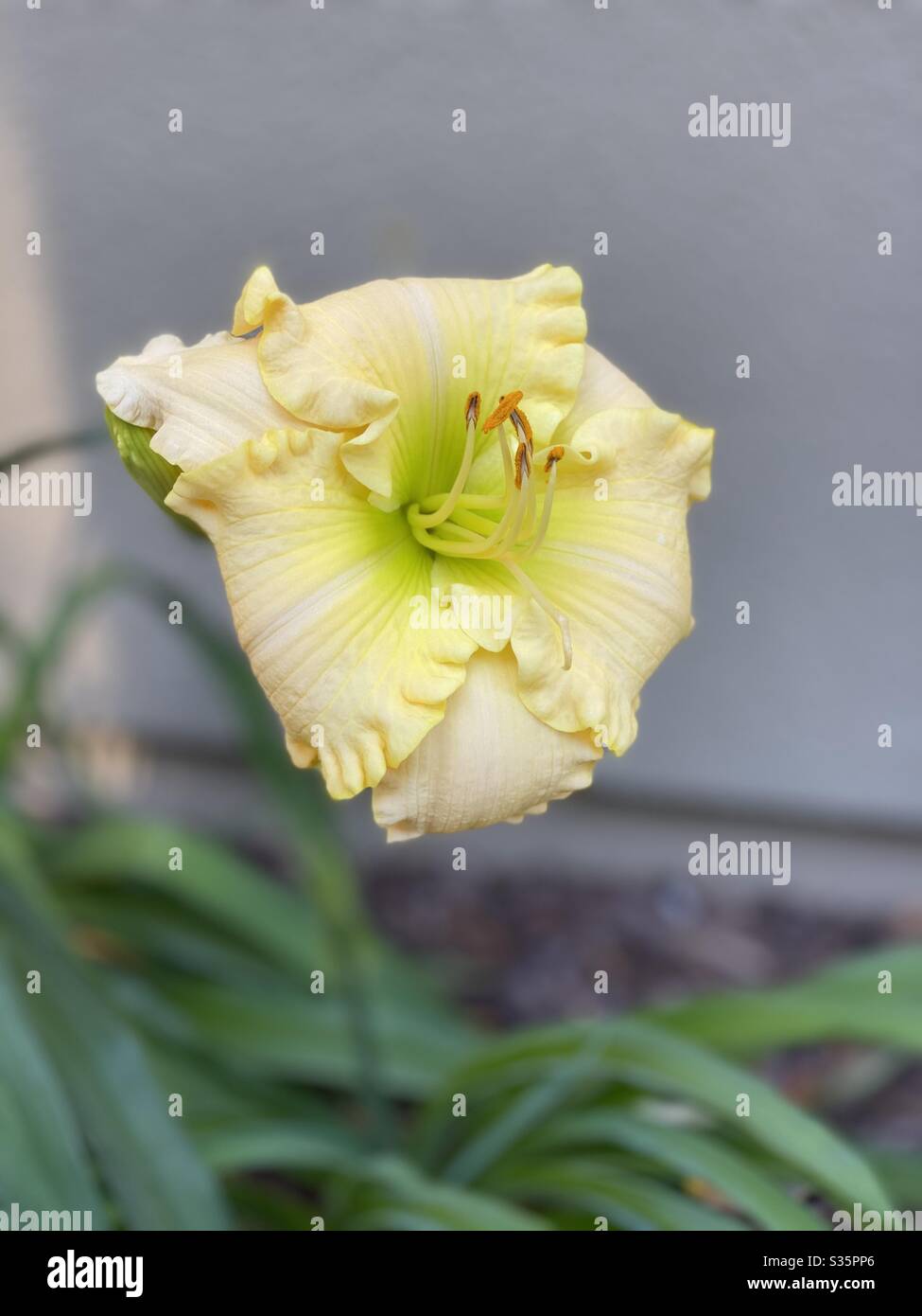 Lily flower with ruffle petals - Smartphone Captured Stock Image