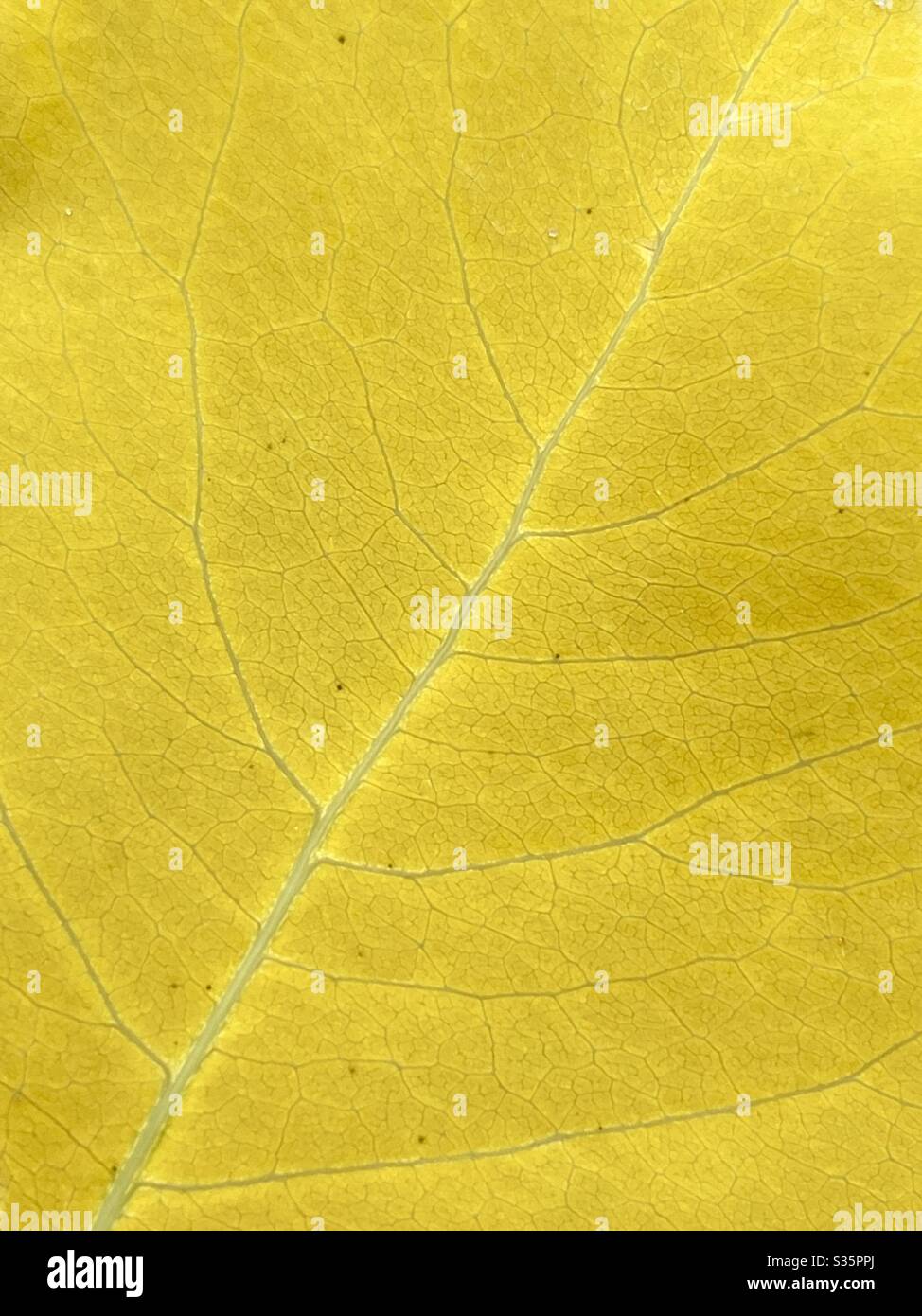 Background of a solid yellow leaf Stock Photo
