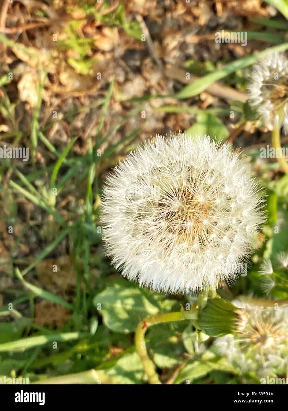 Dandelion flower or “Taraxacum officinale” in seed - Smartphone Captured Stock Image
