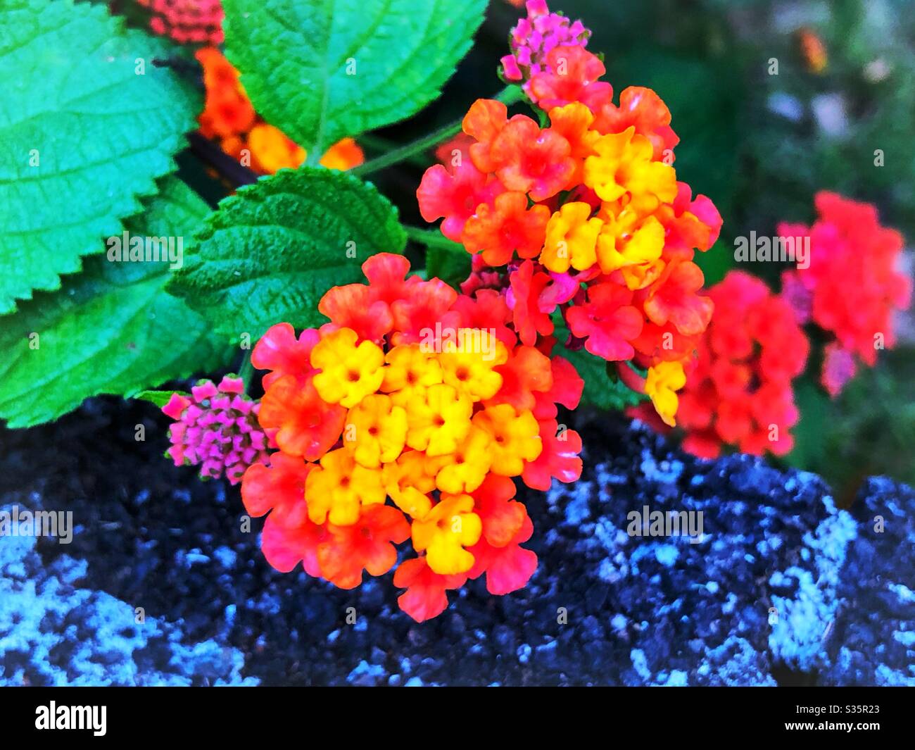 Spring garden flower in Hawaii Stock Photo