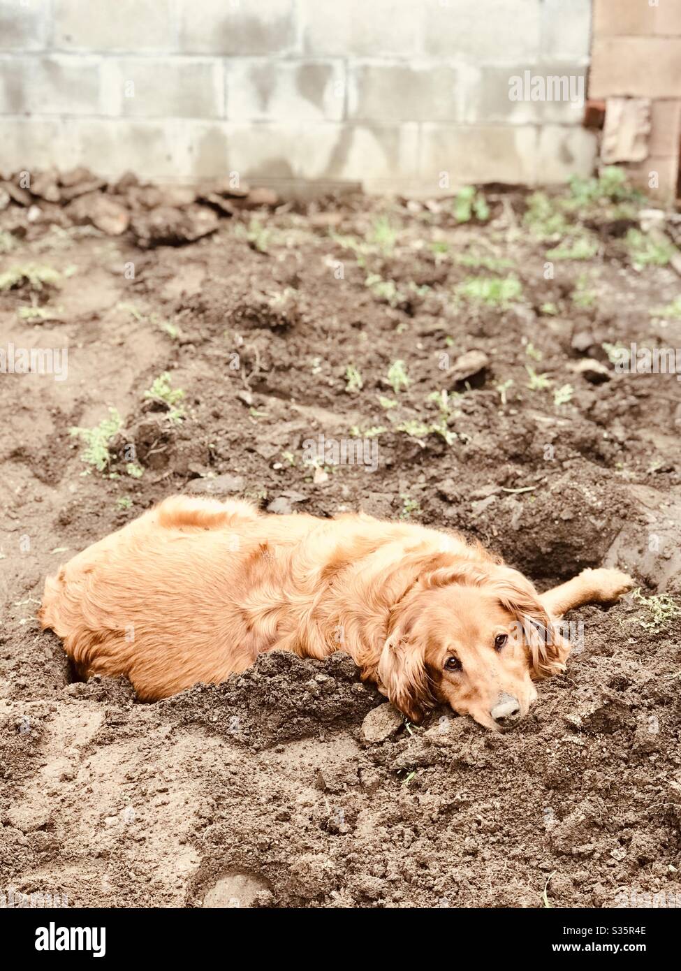 A golden retriever dog laying in the dirt outside and looking at the camera. Stock Photo