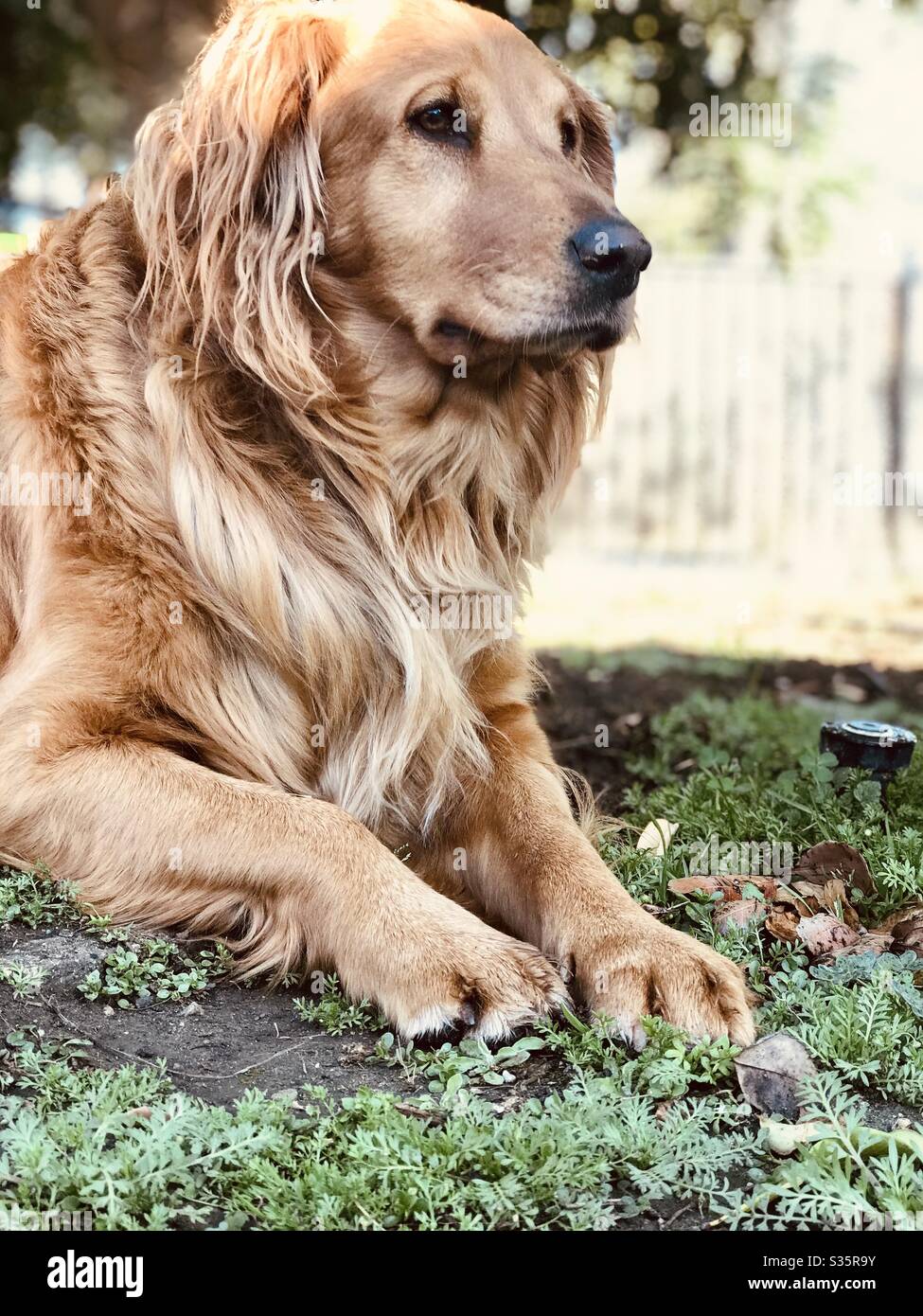 Headshot of golden retriever looking away and laying down on the ground. Stock Photo