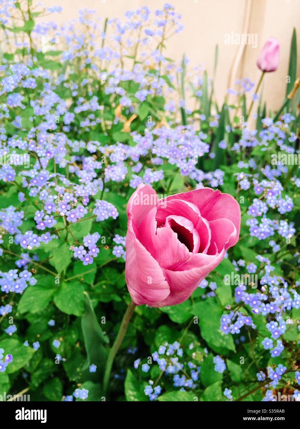 Hey single pink tulip blooms in a field of tiny blue flowers - Smartphone Captured Stock Image