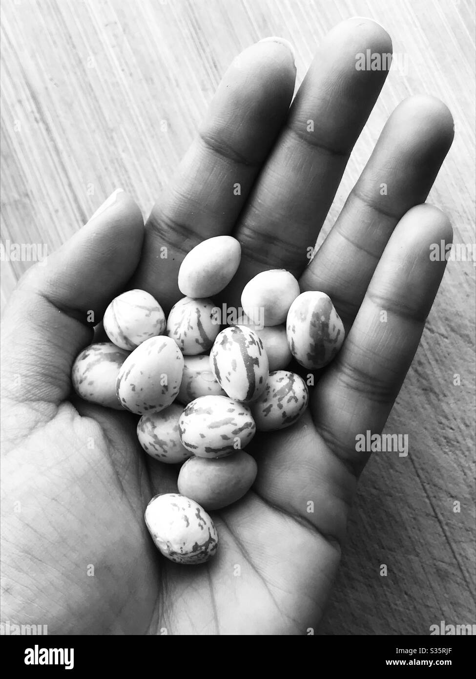 Hand holding Speckled raw Butter Beans , Pink beans aka lima bean