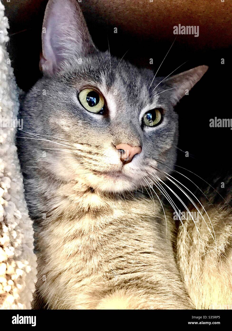 Portrait of beautiful silver gray tabby cat with gorgeous green eyes snuggled in her kitty condo and looking out, indoor companion pet female spayed rescue cat domestic or american shorthair Stock Photo