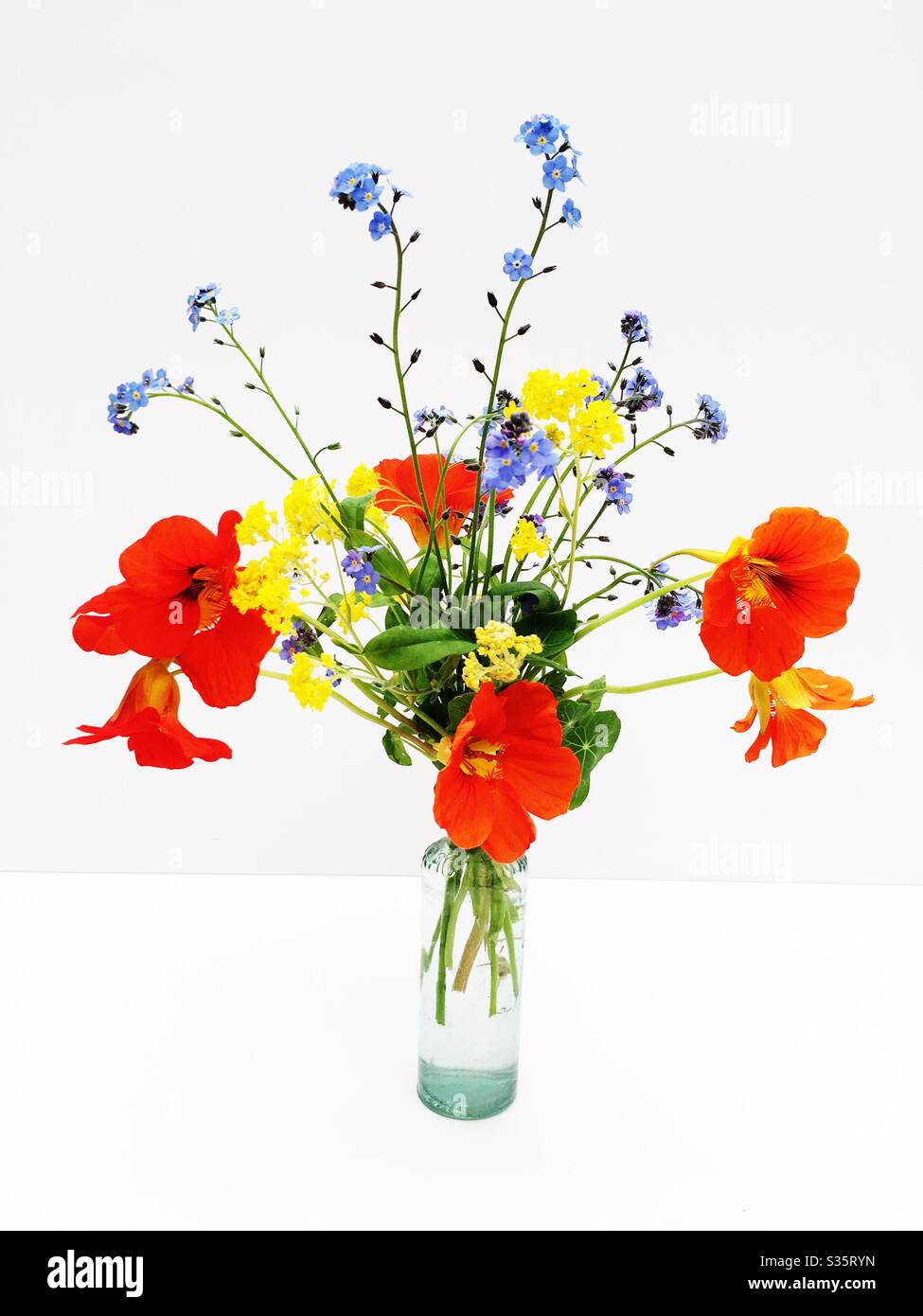 Nasturtiums ‘Empress of India’ an edible annual British flower Stock