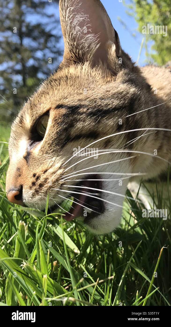 Savannah Cat chewing grass - Smartphone Captured Stock Image