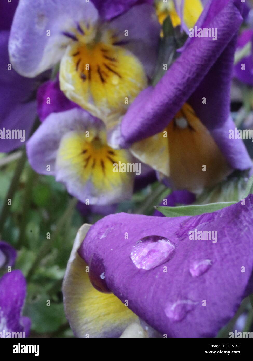 Pansies in April showers Stock Photo