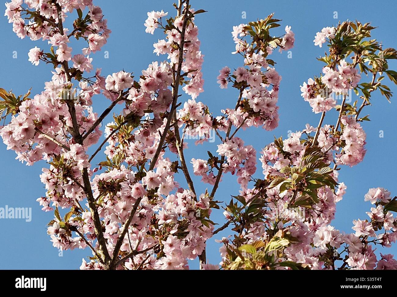 Spring blossom - Smartphone Captured Stock Image