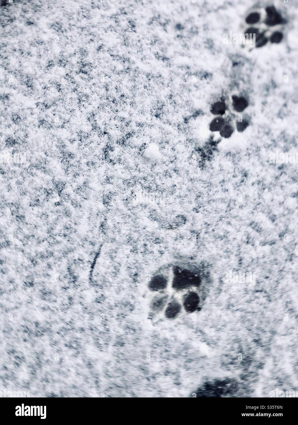 Dog paw print in snow hires stock photography and images Alamy