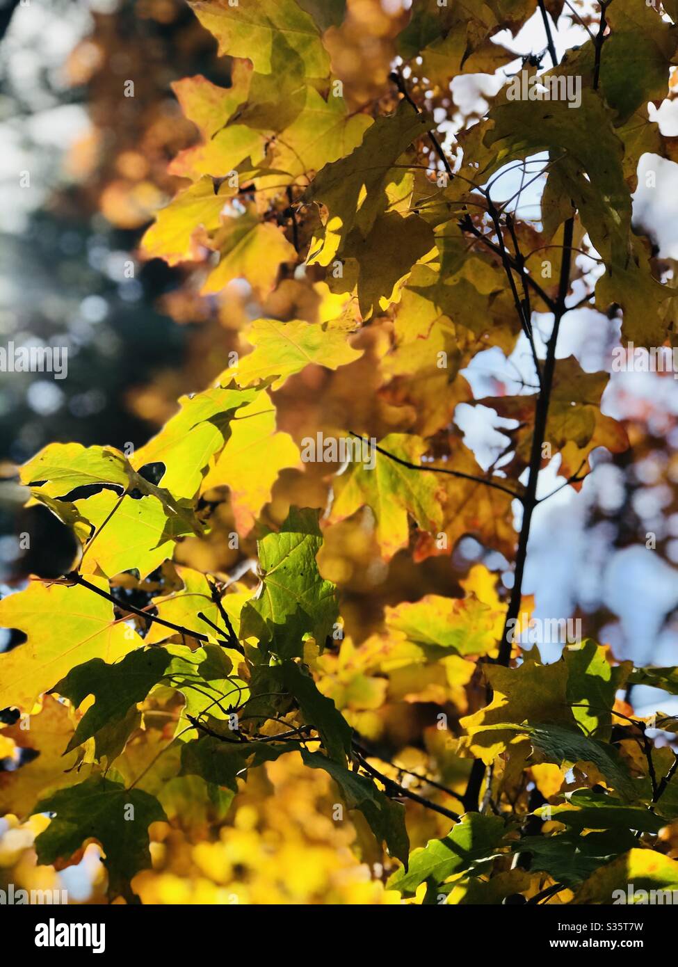 Green and yellow leaves radiate the late day sunlight and glow bright. Stock Photo