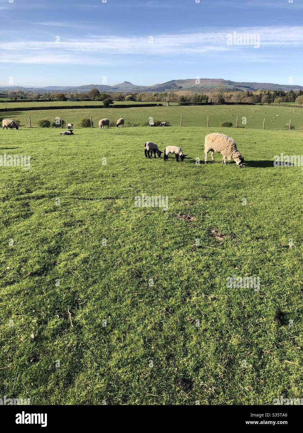 Sheep and lambs in springtime near Ingleby Greenhow North Yorkshire England United Kingdom - Smartphone Captured Stock Image